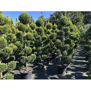 Cyprusovec leylandský (Cupressocyparis leylandii) ´CASTLEWELLAND GOLD´ - výška 200-240 cm, kont. C70L - BONSAJ